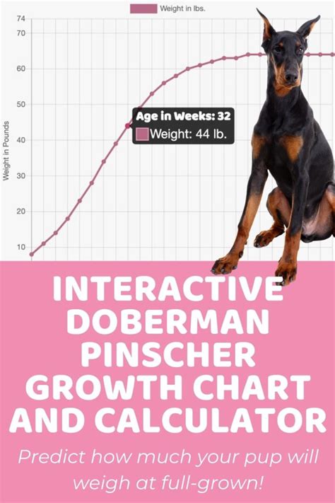 Doberman Height And Weight Chart
