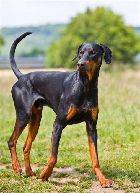 Doberman Natural Ears And Tail