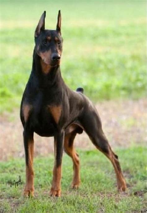 I don't see many uncropped and undocked Dobermans around here, so I