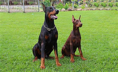 Good European Breeder? Doberman breed, Doberman pinscher, Doberman