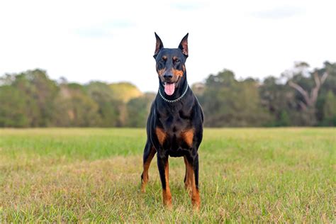 Doberman Pinscher with natural ears. Looks like my baby boy. Doberman