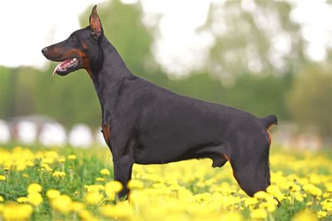 Doberman with Tail and Natural Ears.jpg (960×671) Doberman, Doberman