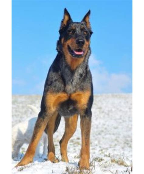 Meet Dottie the Blueberman! (Blue Heeler/Doberman) aww