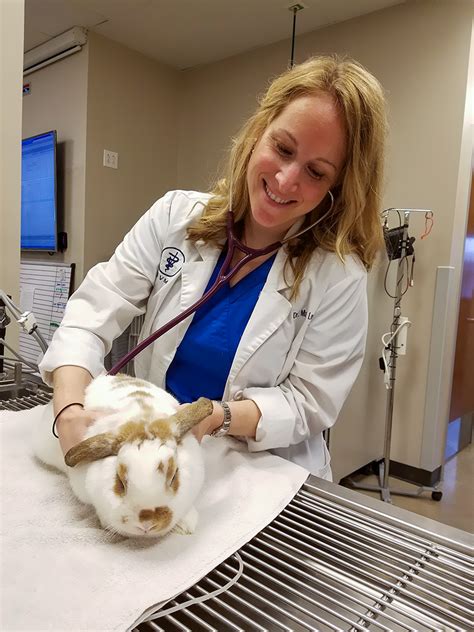 Doctor For Rabbit Near Me