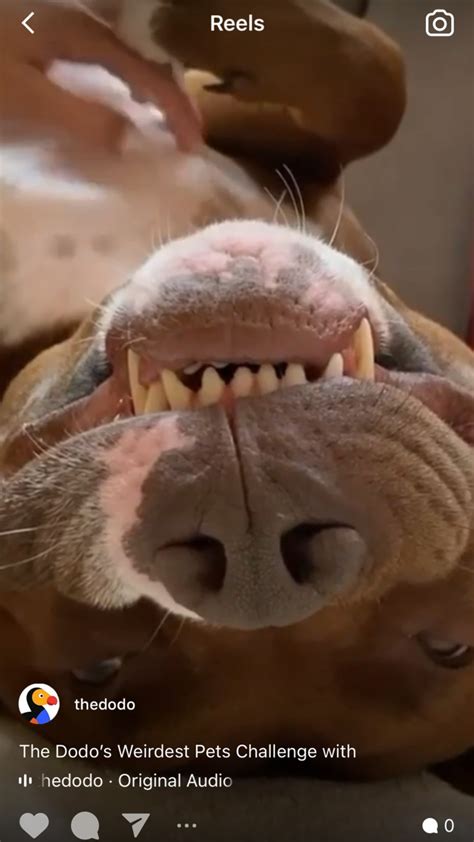 Dodo Instagram