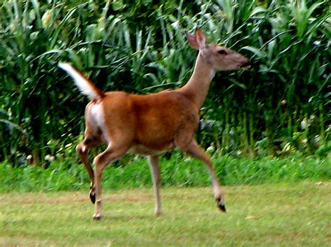 Whitetail Deer Tail Up