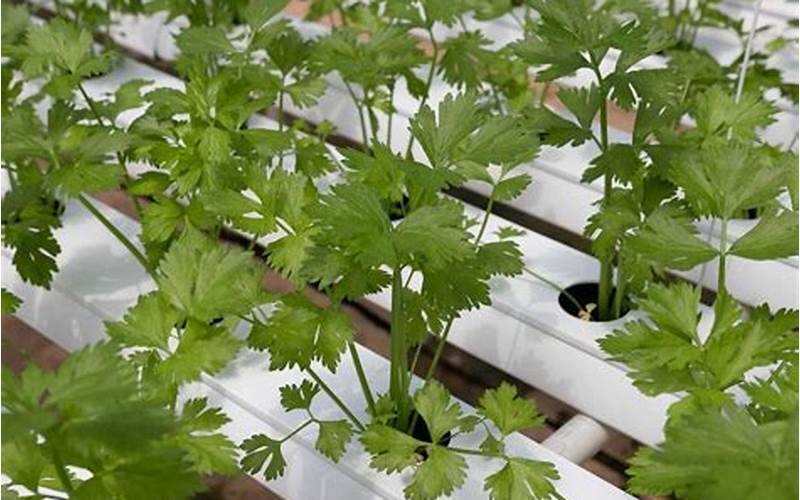 does cilantro grow well in aquaponics