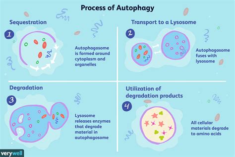 Discover the Benefits of Autophagy for Firming Loose Skin
