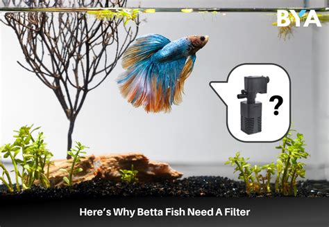 Does Betta Fish Need Filter