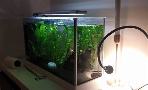 Does Betta Fish Need Light