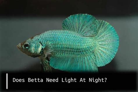 Does Betta Need Light