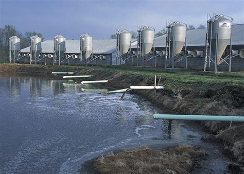 Does Factory Farm Animal Waste Seep Into The Mississippi River