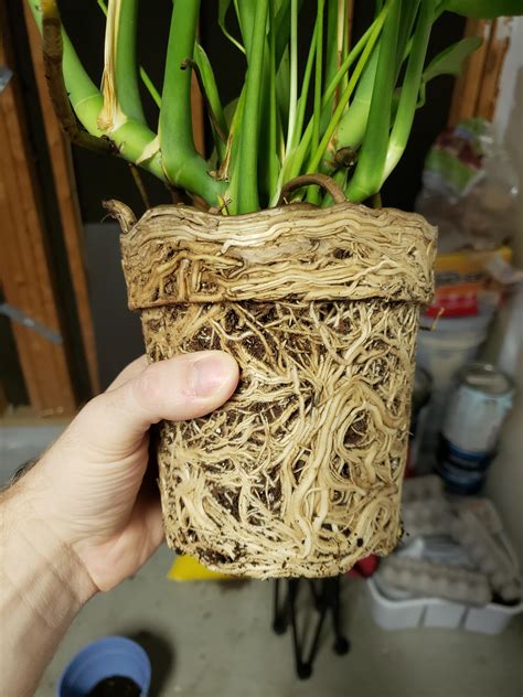 Does Monstera Like To Be Root Bound