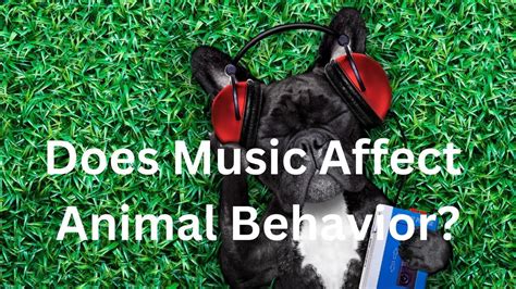 Unleashing the Power of Melodies: Investigating How Music Impacts Animal Behavior in Your Science Fair Project