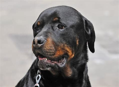 Does State Farm Allow Rottweilers