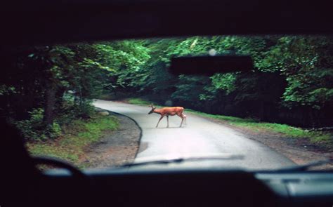 Does State Farm Comprehensive Cover Deer Hit