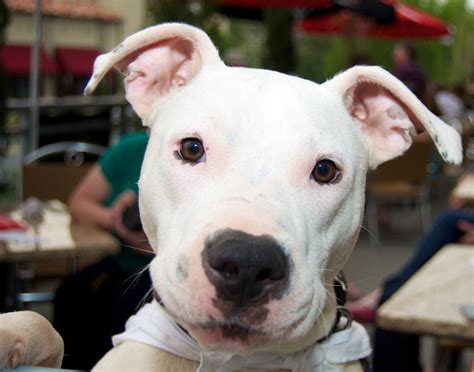 Does State Farm Cover Pit Bulls