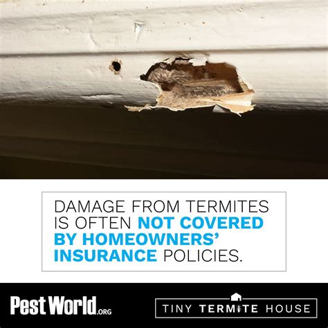 Does State Farm Home Insurance Cover Termite Damage