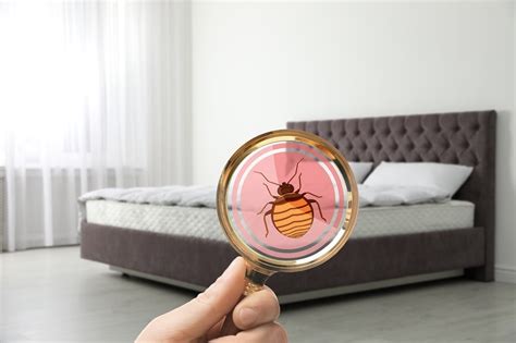 Does State Farm Homeowners Insurance Cover Bed Bugs