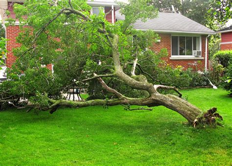 Does State Farm Homeowners Insurance Cover Fallen Trees