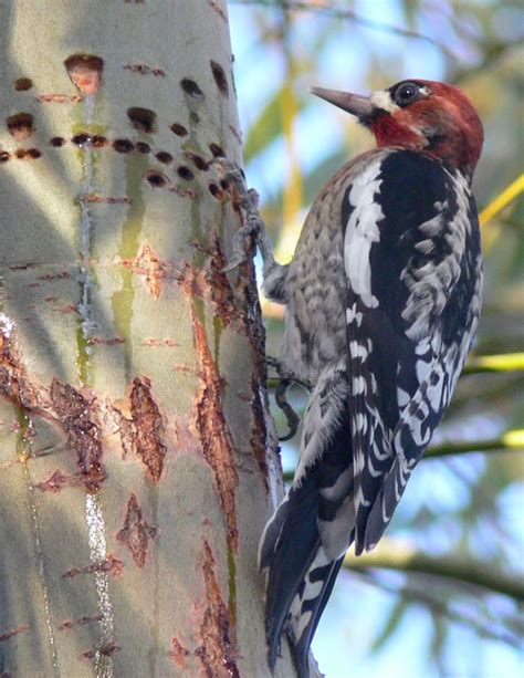Does State Farm Insurance Cover Woodpecker Damage