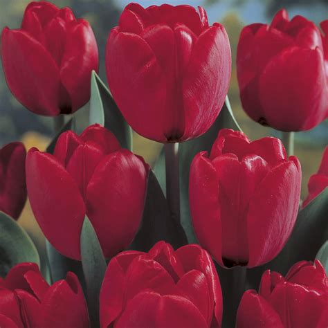 Does Van Zyverden Offer 2019 Spring Bulb Catalogs