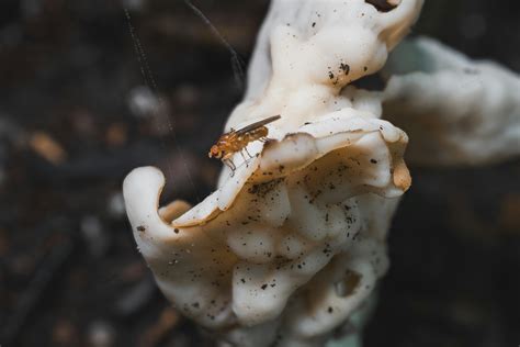 Does popcorn time however mold