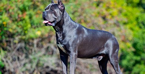 Dog Breed Called King Corso
