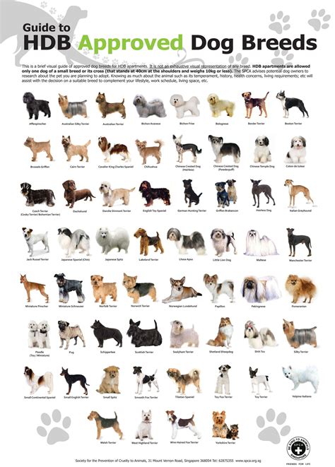 Dog Breeds List With Pictures And Price