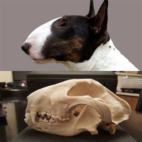 Dog Bull Terrier Skull: Understanding The Unique Characteristics