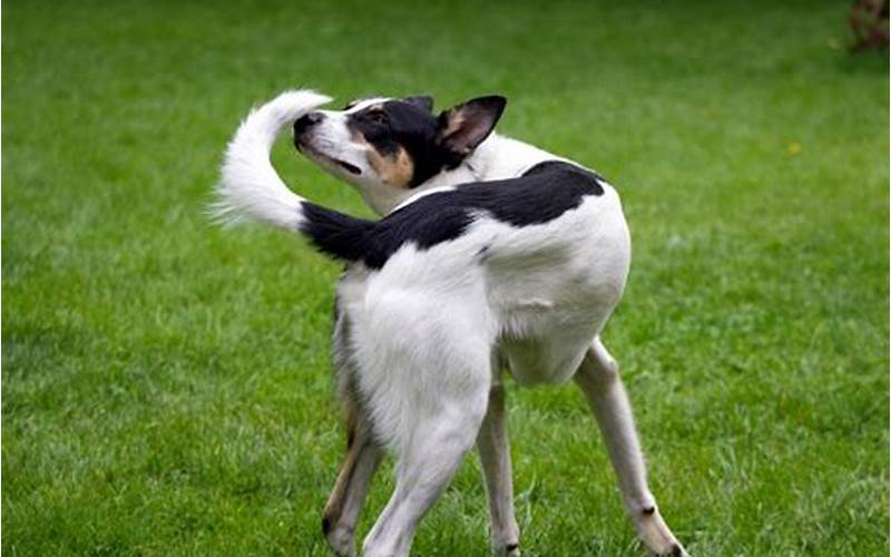 Dog Chasing Tail