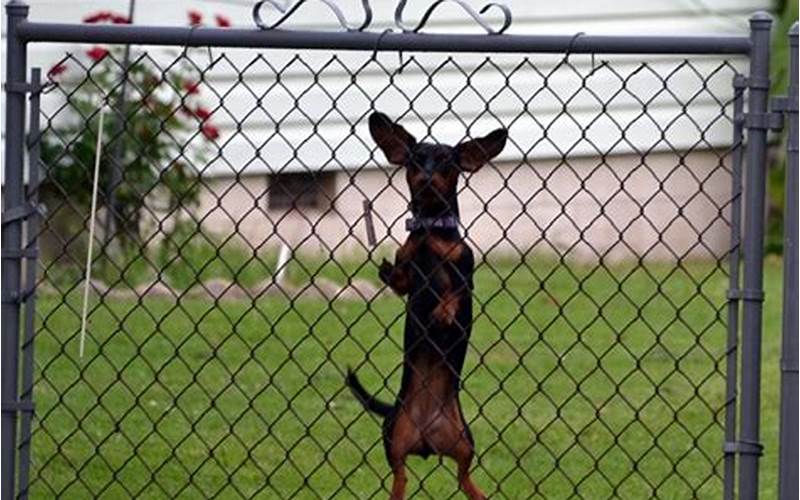 Dog Climbing Privacy Fence: Everything You Need To Know