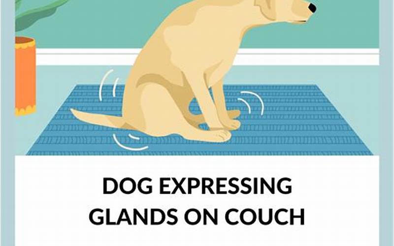 Dog Expressing Glands On The Couch