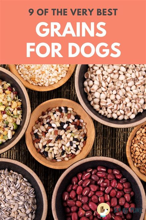 Dog Food With Healthy Grains