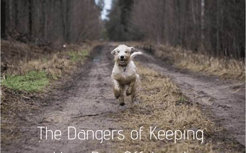 Dog Leash Danger