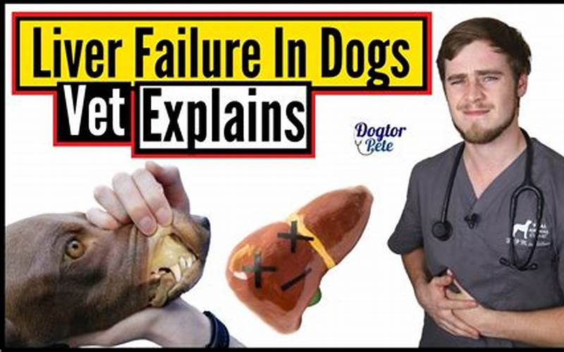 Dog Liver Failure