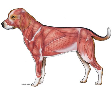 Dog Muscles by COOKEcakes on DeviantArt