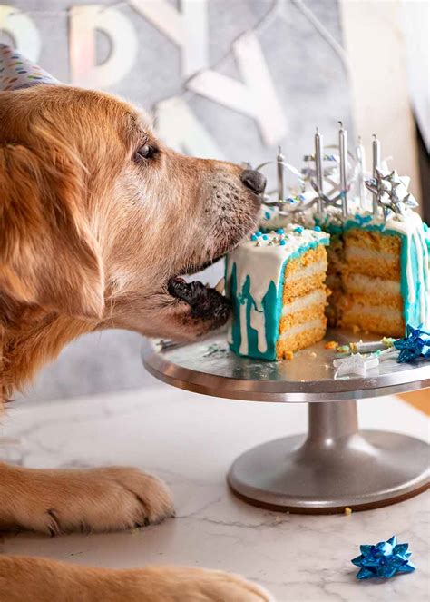 Dog Stealing Birthday Cake