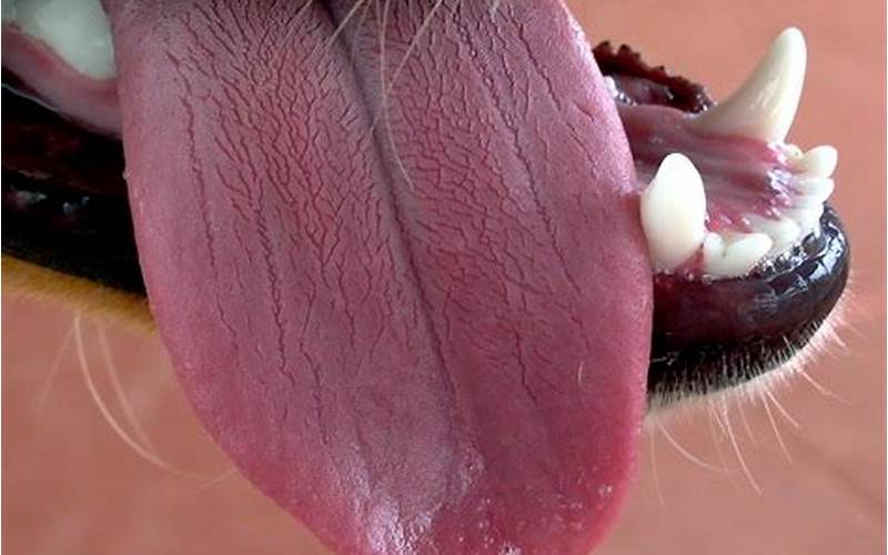 Dog Tongue