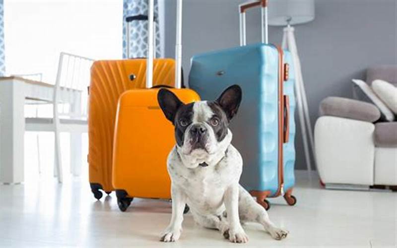Dog Travel Arrangements