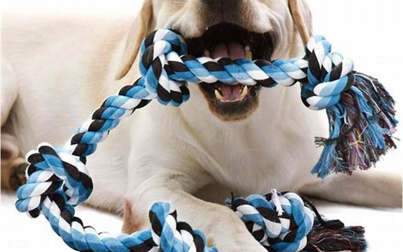 Indentation on a Chew Toy: Why It Matters for Your Dog