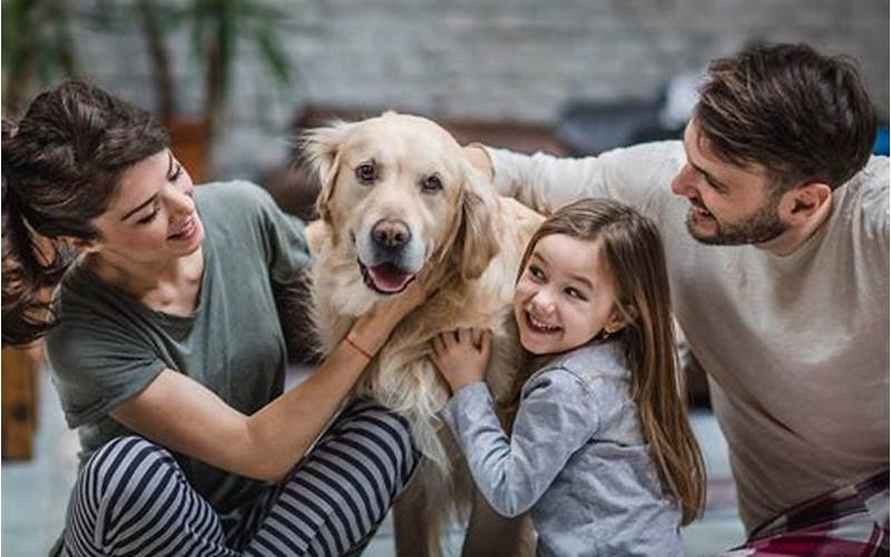 Dog With Owner