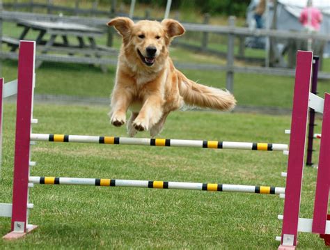 Puppy Dog Learning with Weave Poles, Agility Train for More Activity