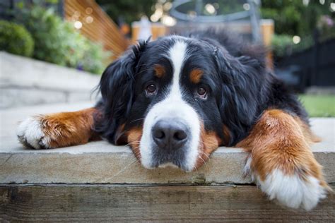 12 Big Dogs That Don't Shed (But Make Up For it in Personality!) Big