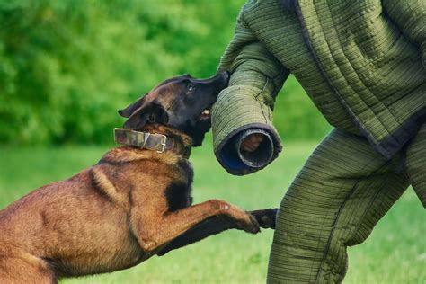 German Shepherd Dog Training. Biting Alsatian Wolf Dog Stock Photo