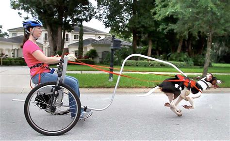 training puppies for cart