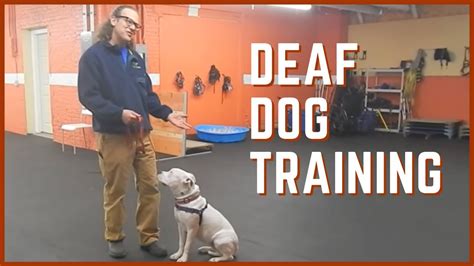 How to teach a deaf dog! Deaf dog, Deaf dog training, Dogs