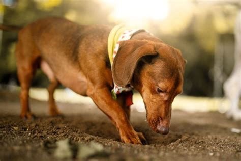 How To Stop A Dog From Digging A Step by Step Guide Dog training