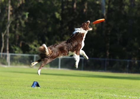 Bull Terrier during Disc Dog Training Stock Photo Image of strong