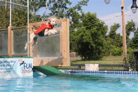 Dog Dock Jumping How to Join the Fun The 'Howto' Dog Blog Dock